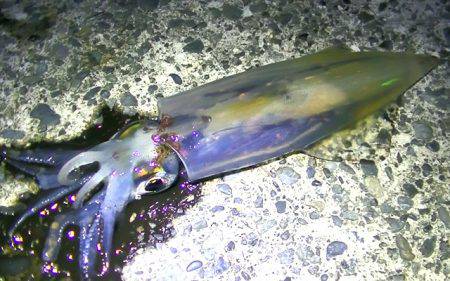 連日コウイカ好調！ヤリイカ？も釣れました